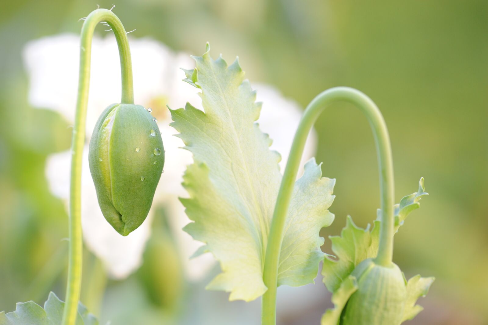 Nikon D700 sample photo. Flower, poppy, bud photography