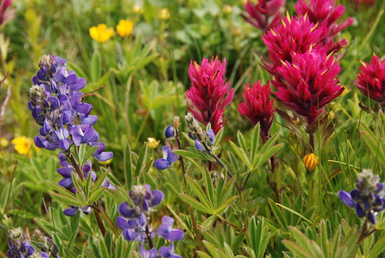 Nikon D80 sample photo. Flower, flora, wild photography