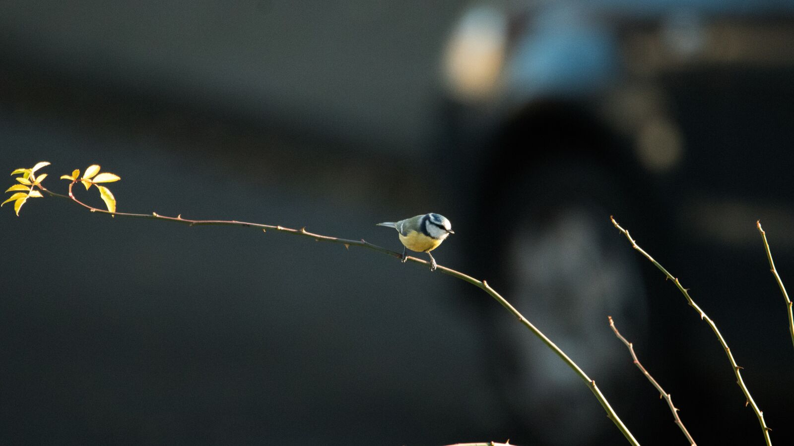 Canon EOS 80D sample photo. Blue tit, residential area photography