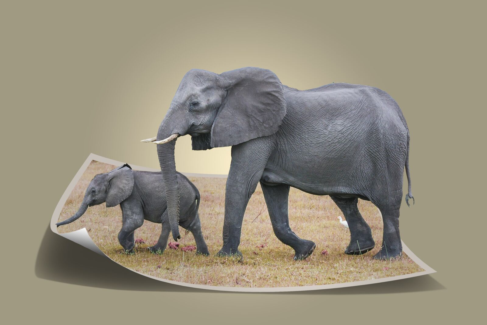 Canon EOS 40D sample photo. Elephant, africa, african bush photography