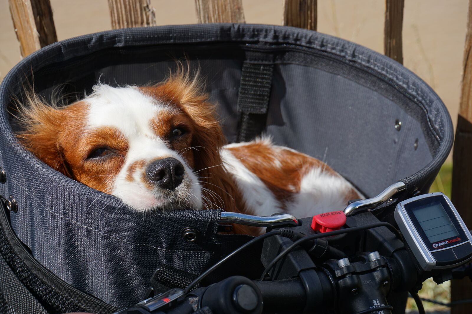 Sony E 16-50mm F3.5-5.6 PZ OSS sample photo. Portrait, cute, dog photography