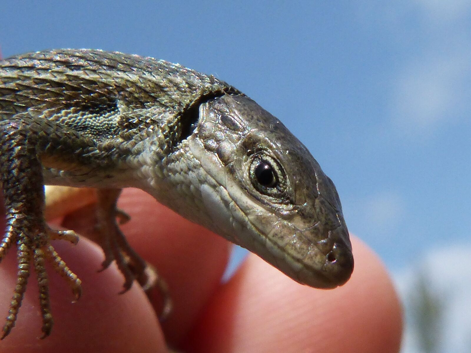 Panasonic DMC-FZ62 sample photo. Lizard, detail, scales photography