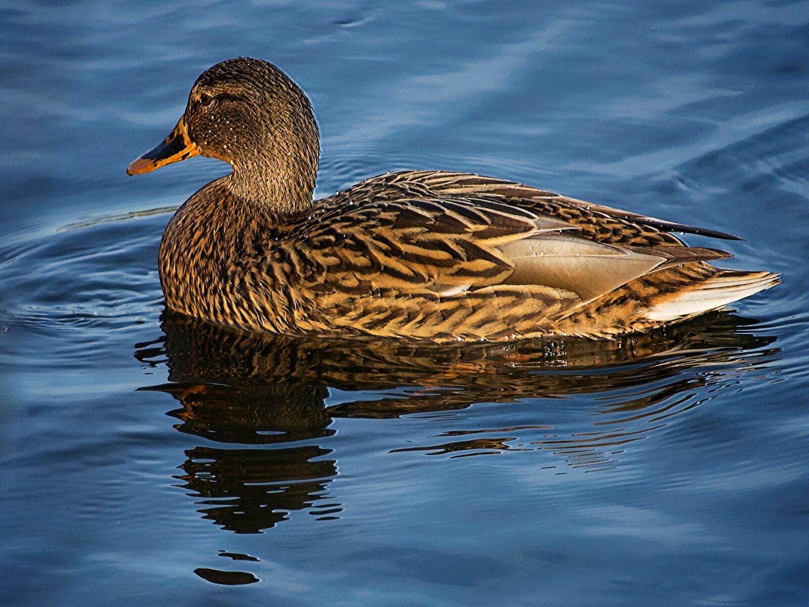 Nikon D3300 sample photo. Mallard, duck, waters photography
