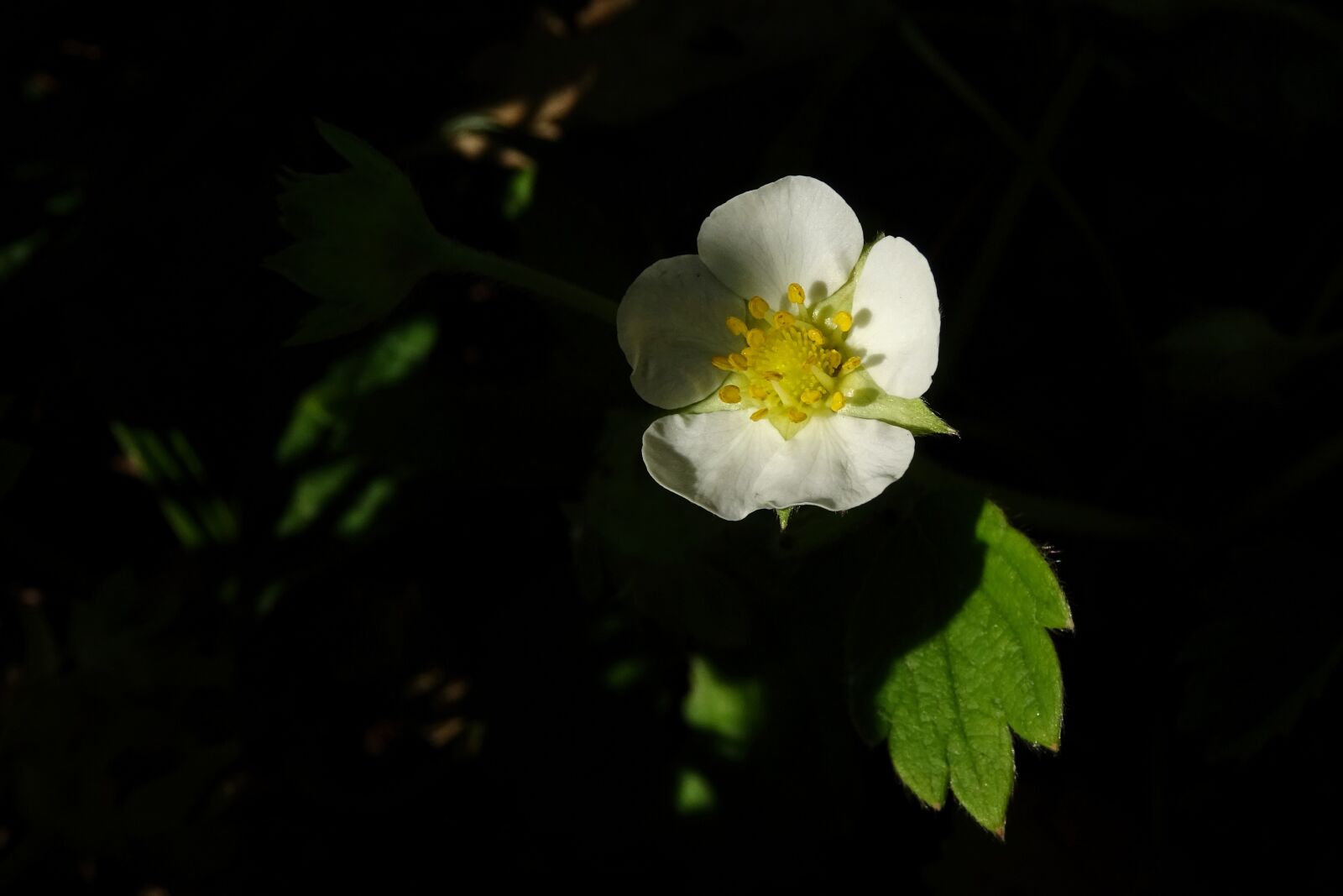 Sony DSC-HX60 sample photo. Blossom, bloom, strawberry photography
