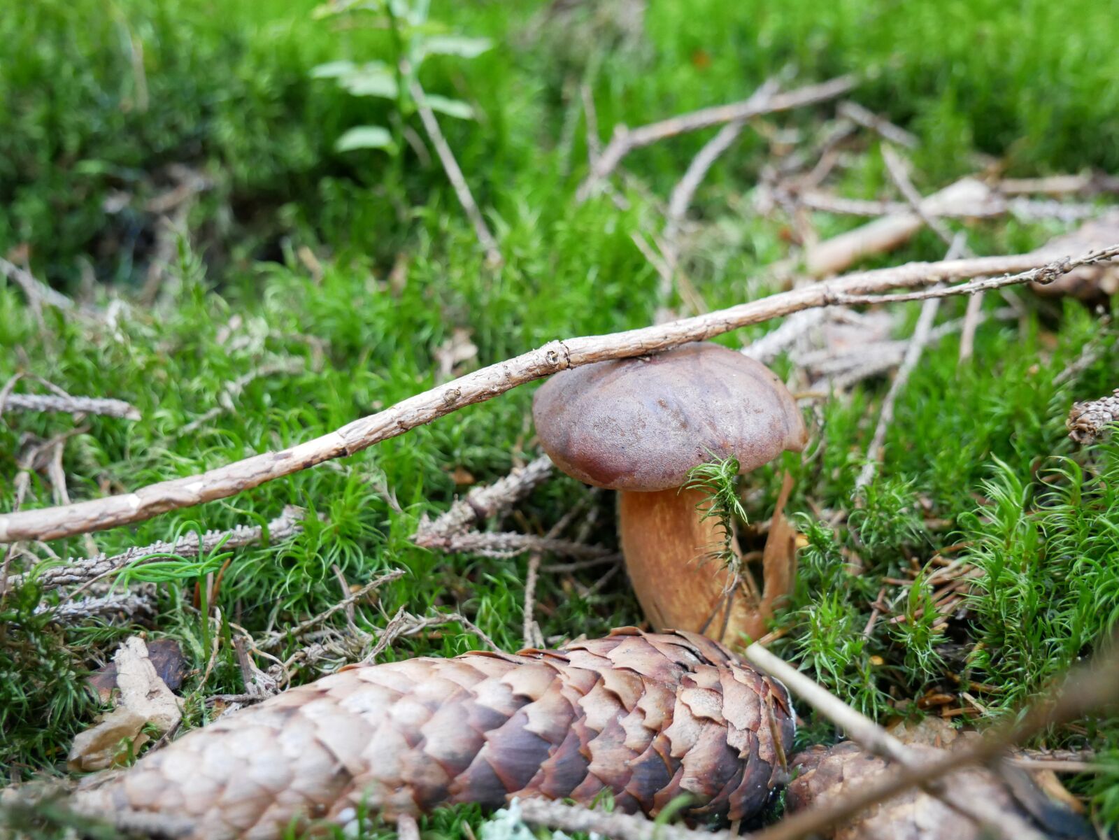 Panasonic Lumix DMC-G85 (Lumix DMC-G80) sample photo. Forest, fungus, nature photography