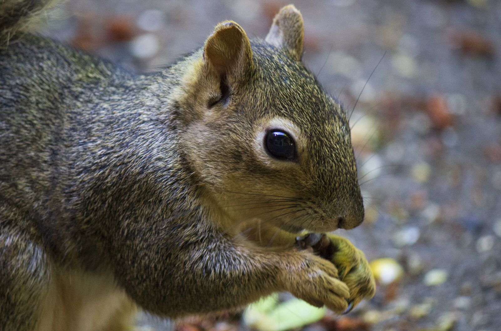 Canon EOS 600D (Rebel EOS T3i / EOS Kiss X5) sample photo. Mammal, squirrel, eating photography