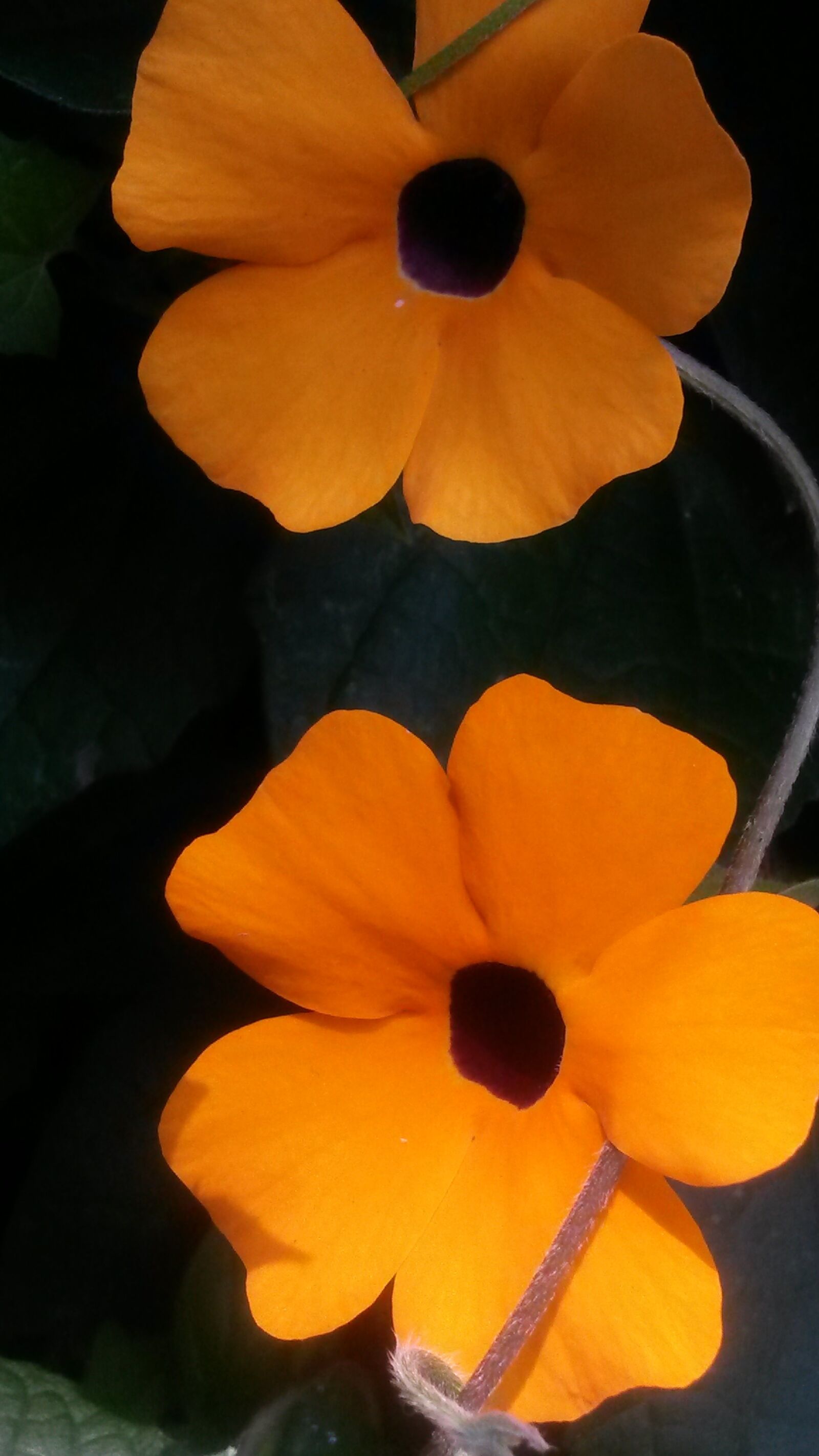 Samsung Galaxy S4 Mini sample photo. Flower, blossom, bloom photography