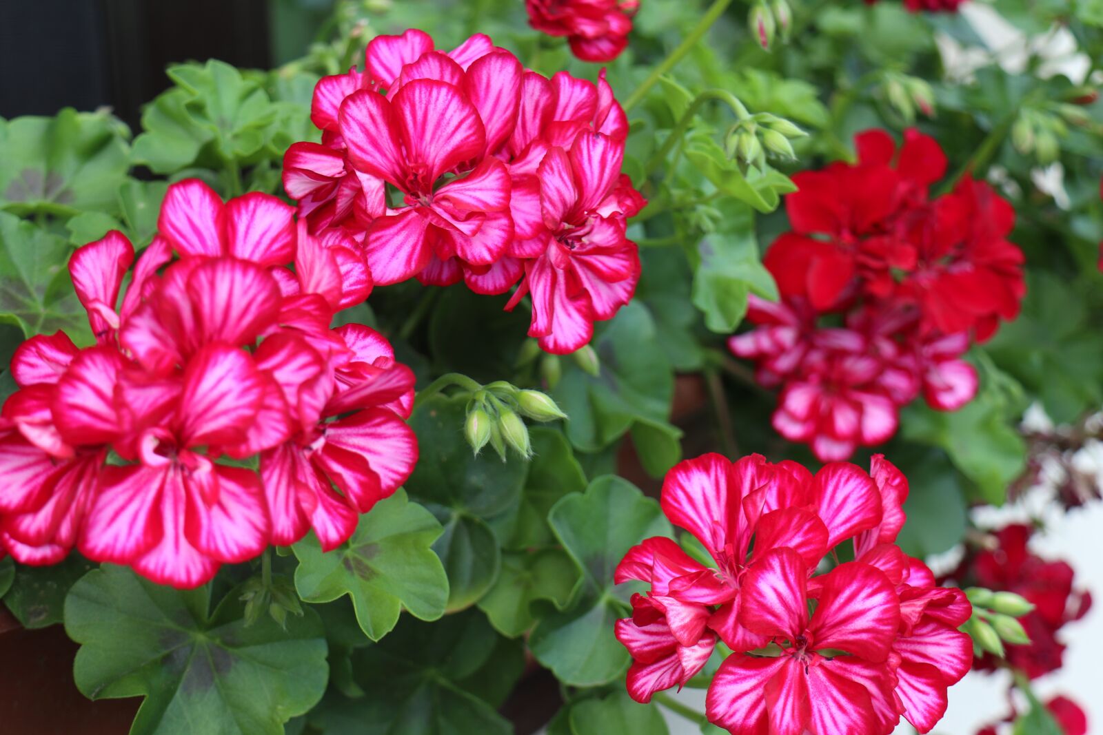 Canon EOS M6 sample photo. Summer, garden, flowers photography