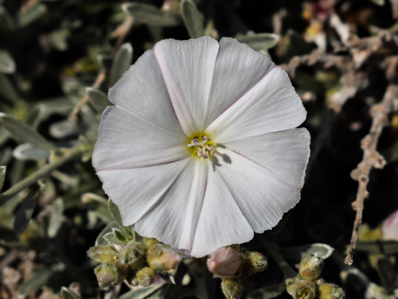Nikon D3300 sample photo. Wildflower, white, flower photography