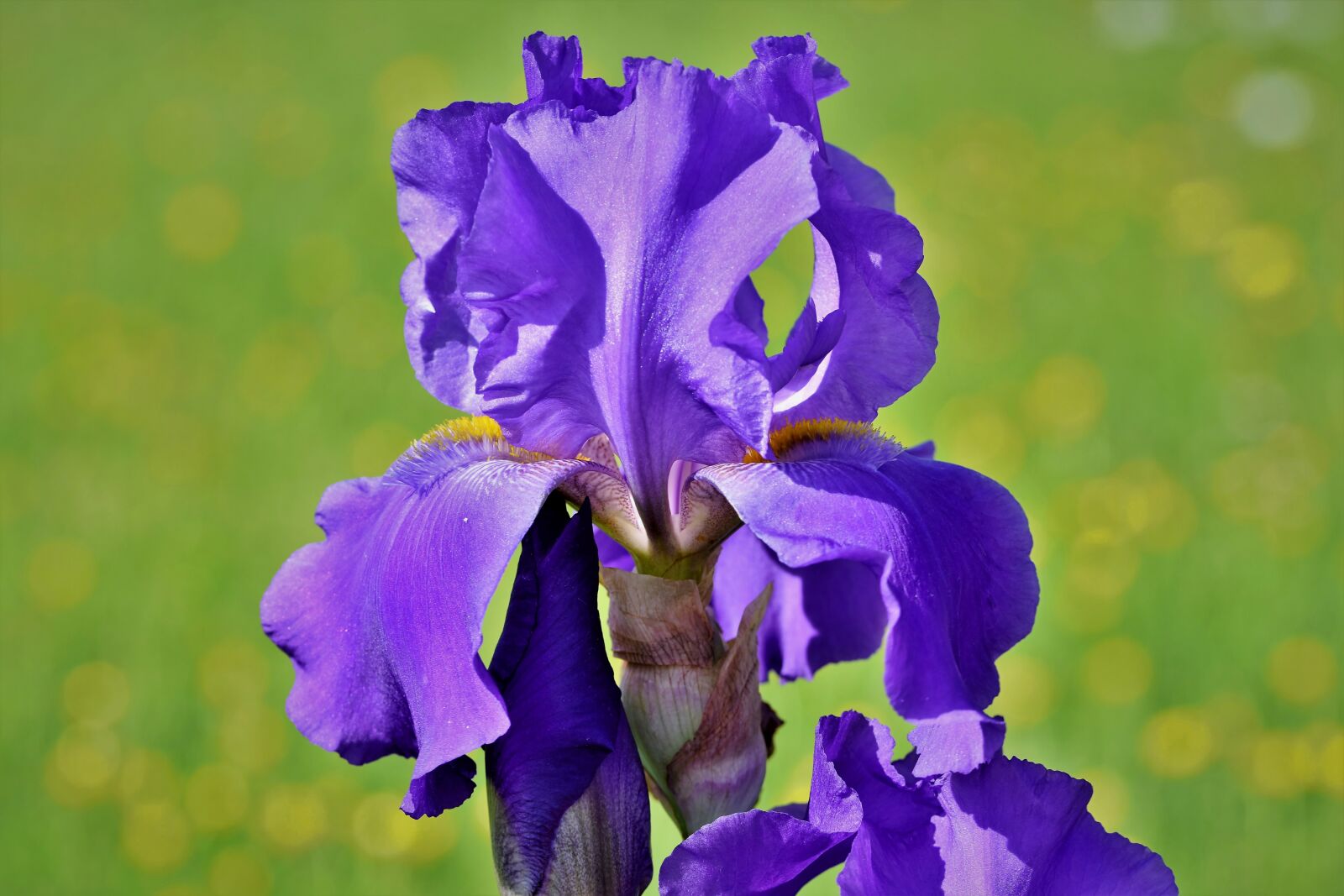 Nikon D7200 sample photo. Iris, iridaceae, purple photography