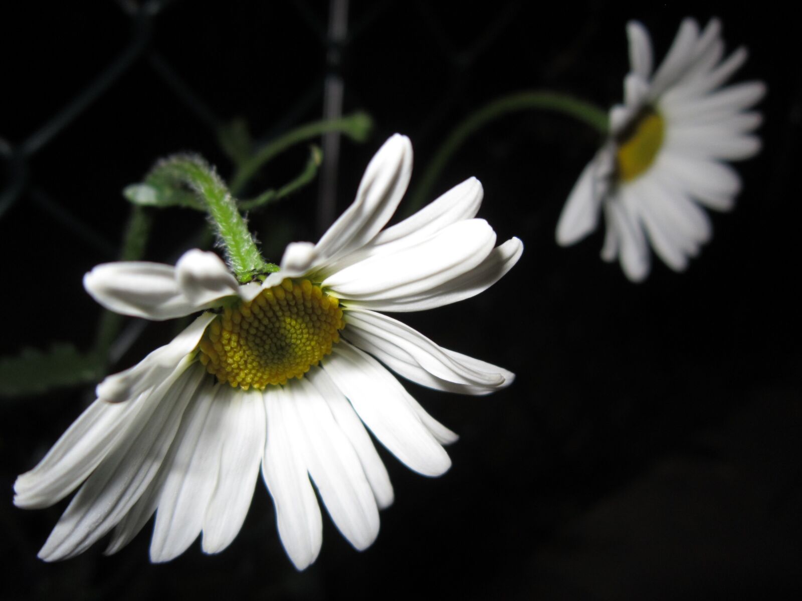 Canon PowerShot A3200 IS sample photo. Marguerite, white, meadow margerite photography
