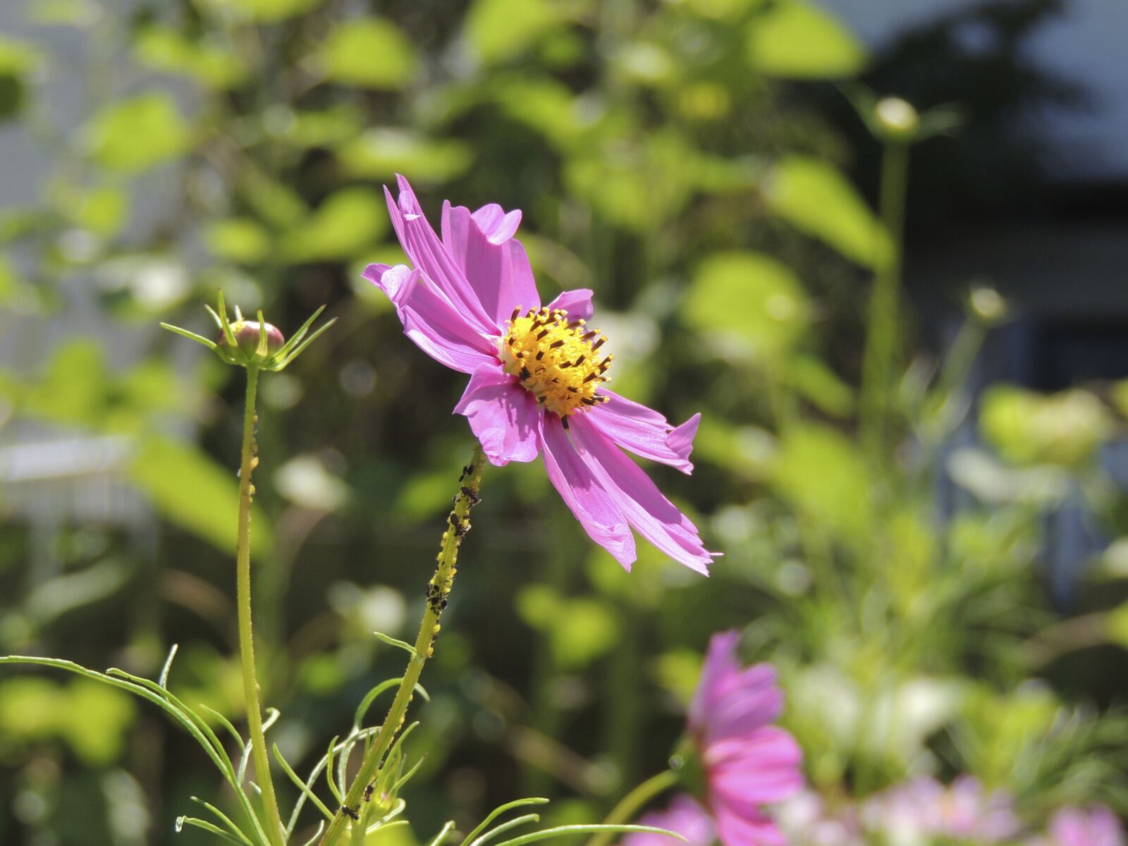 Nikon Coolpix P510 sample photo. Flower, blossom, bloom photography