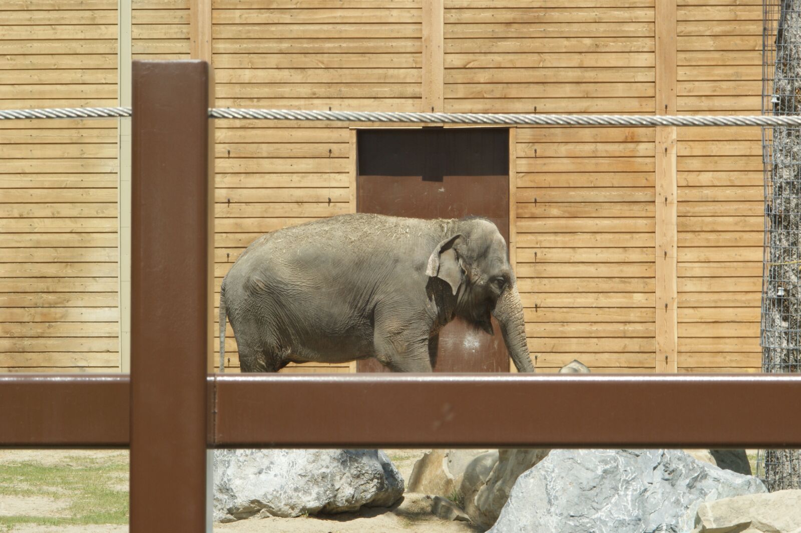 Sony Alpha DSLR-A350 sample photo. Zoo, elephant, animal photography