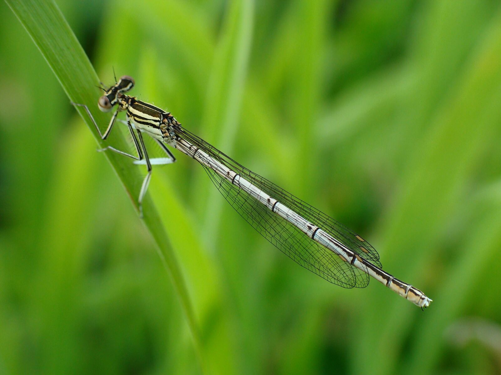 Sony DSC-H3 sample photo. Insect, macro, ważka photography