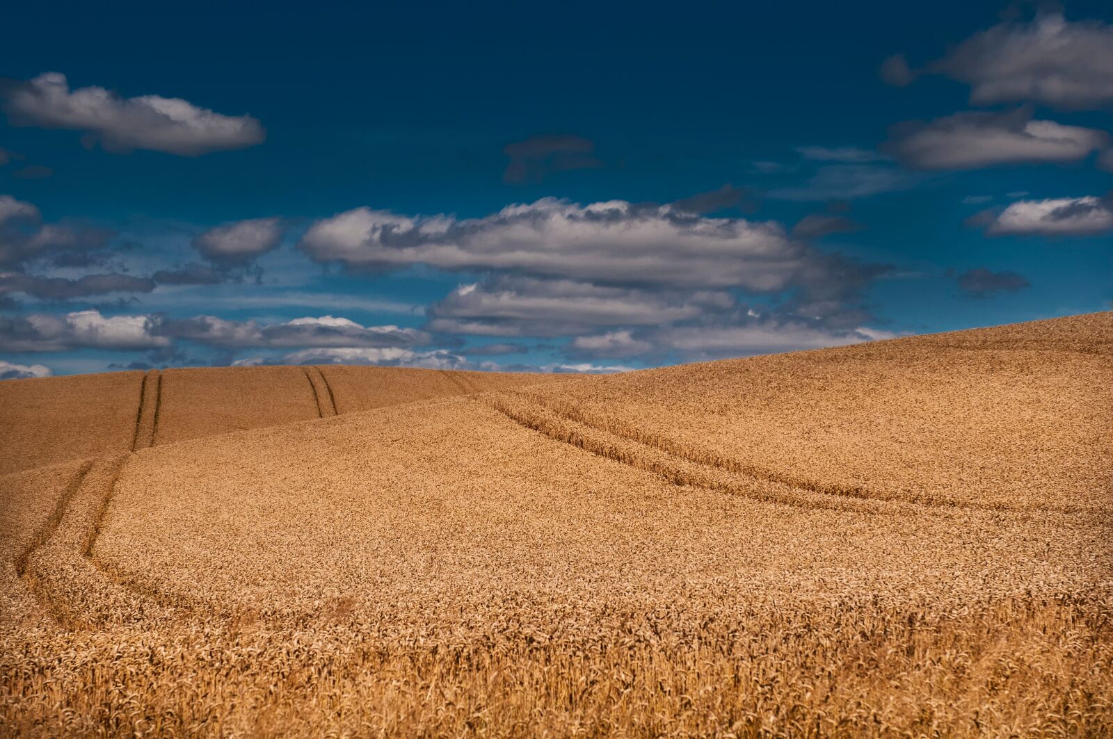 Nikon D300 sample photo. Grain, summer, field photography