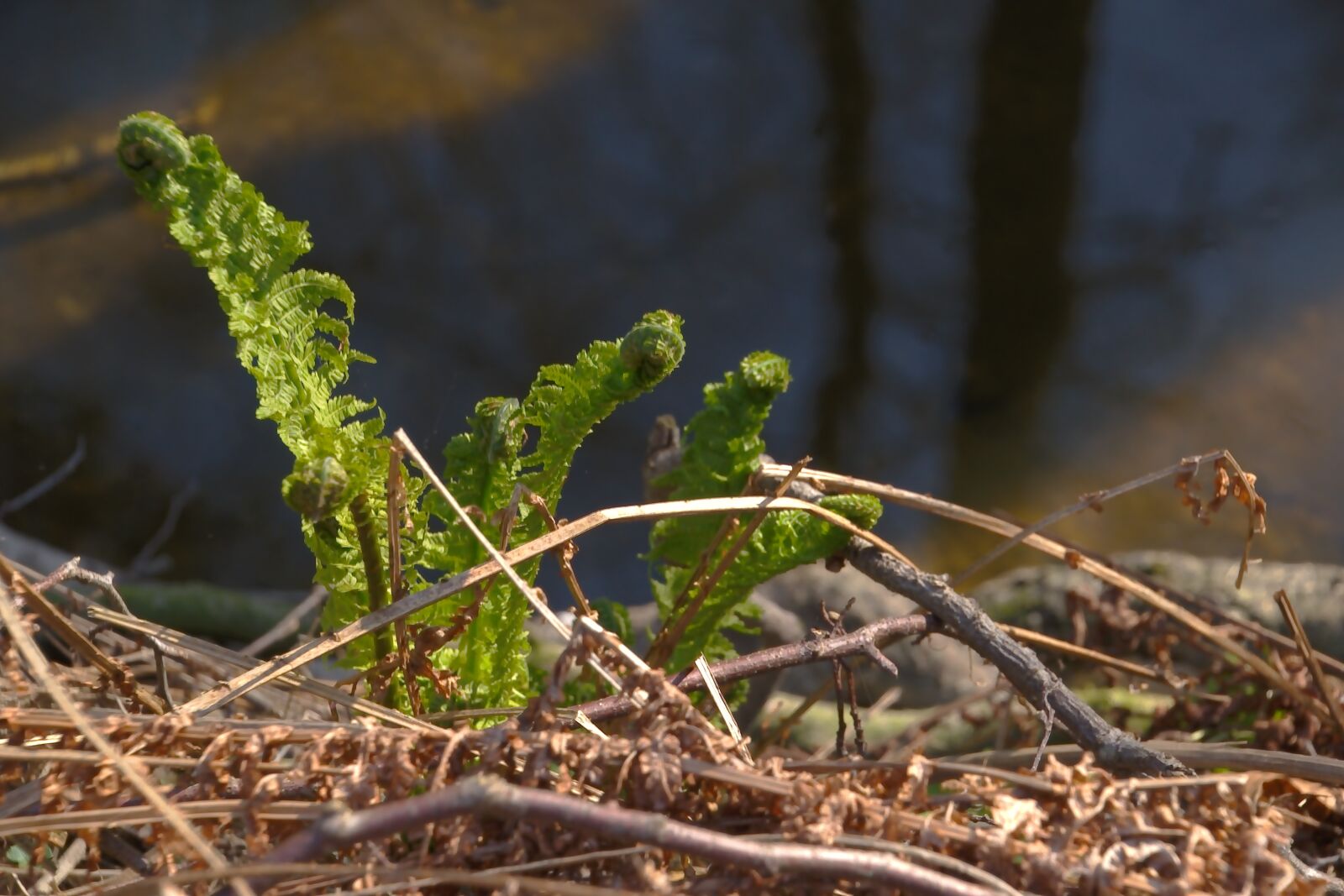 Nikon D5600 sample photo. Fern, nature, forest photography