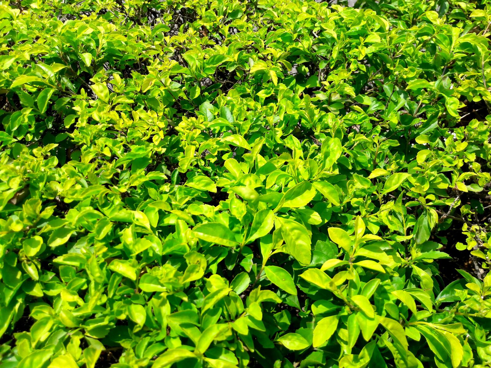 Samsung Galaxy J7 sample photo. Flower, plant, tree photography