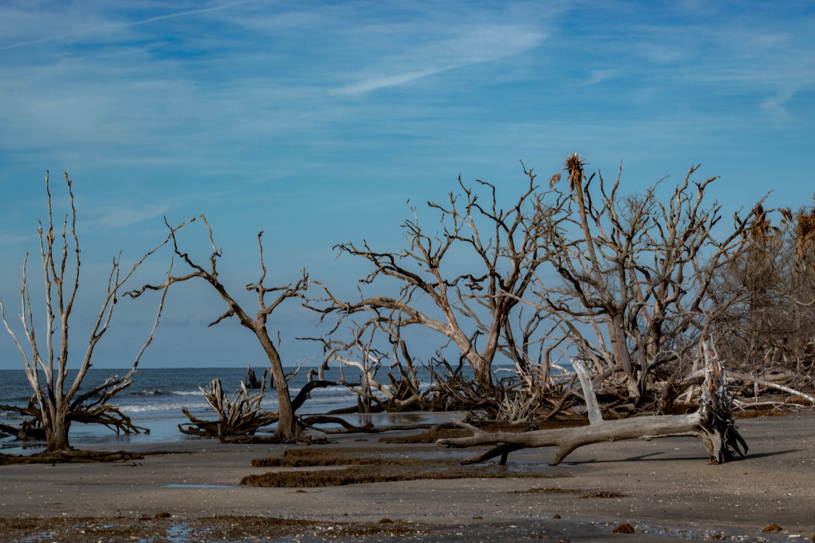 Nikon D5600 sample photo. Beach, driftwood, sky photography