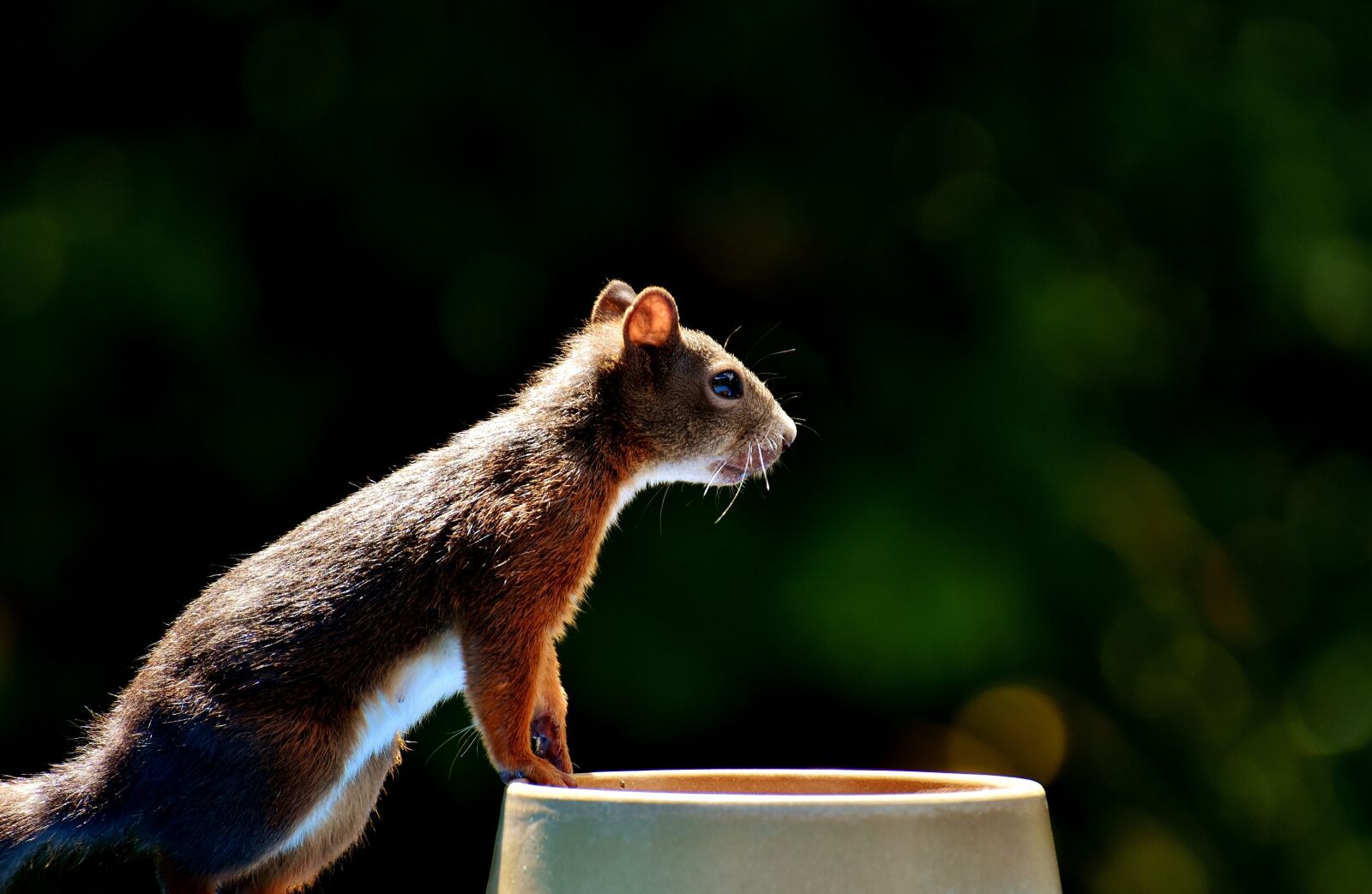 Nikon D7200 sample photo. Squirrel, nager, garden photography