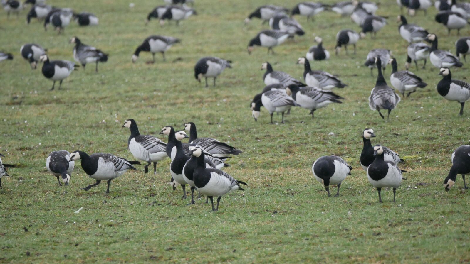 Panasonic DMC-G81 sample photo. Barnacle goose, wild goose photography