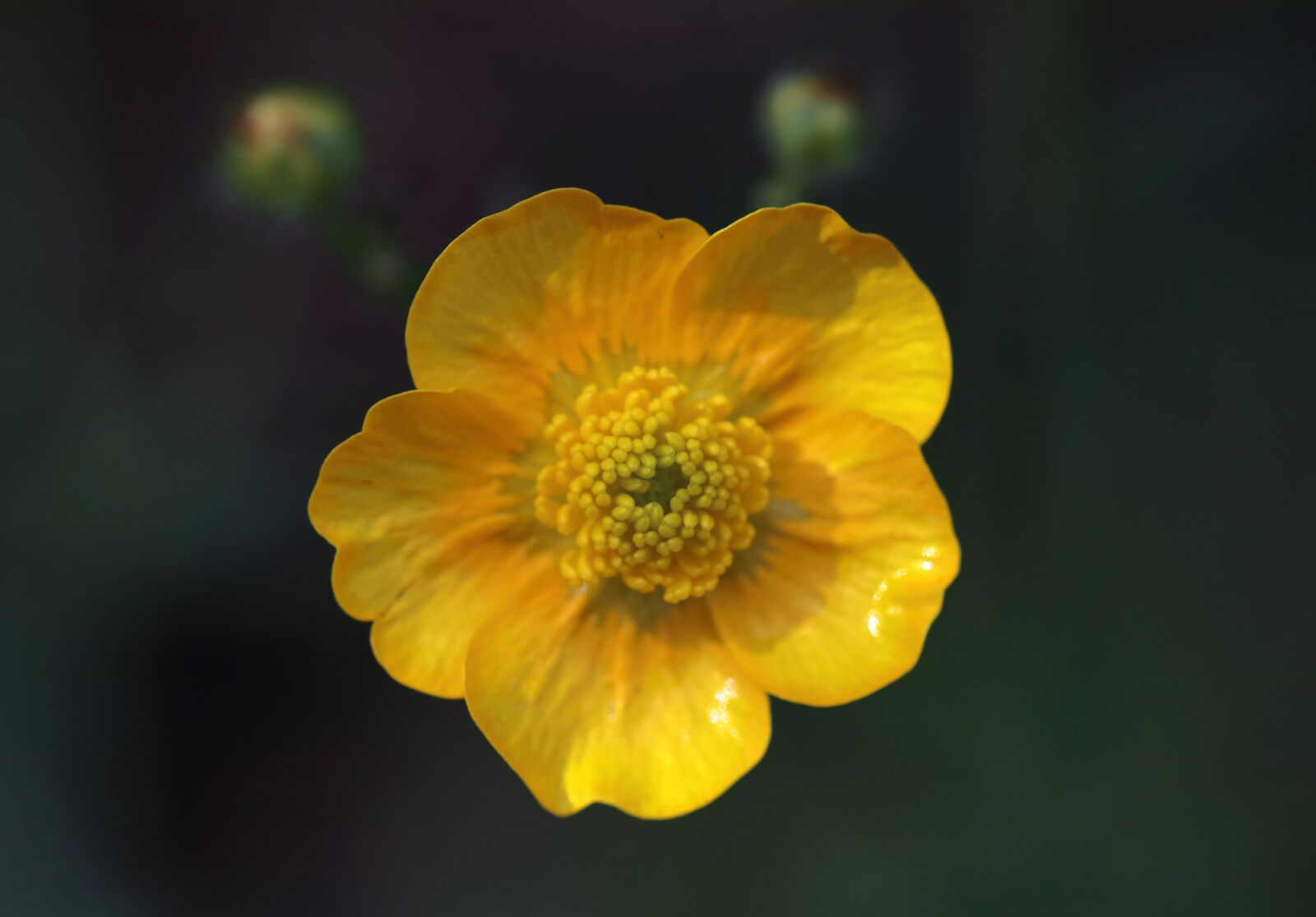 Canon EOS 80D sample photo. Buttercup, flower, yellow photography