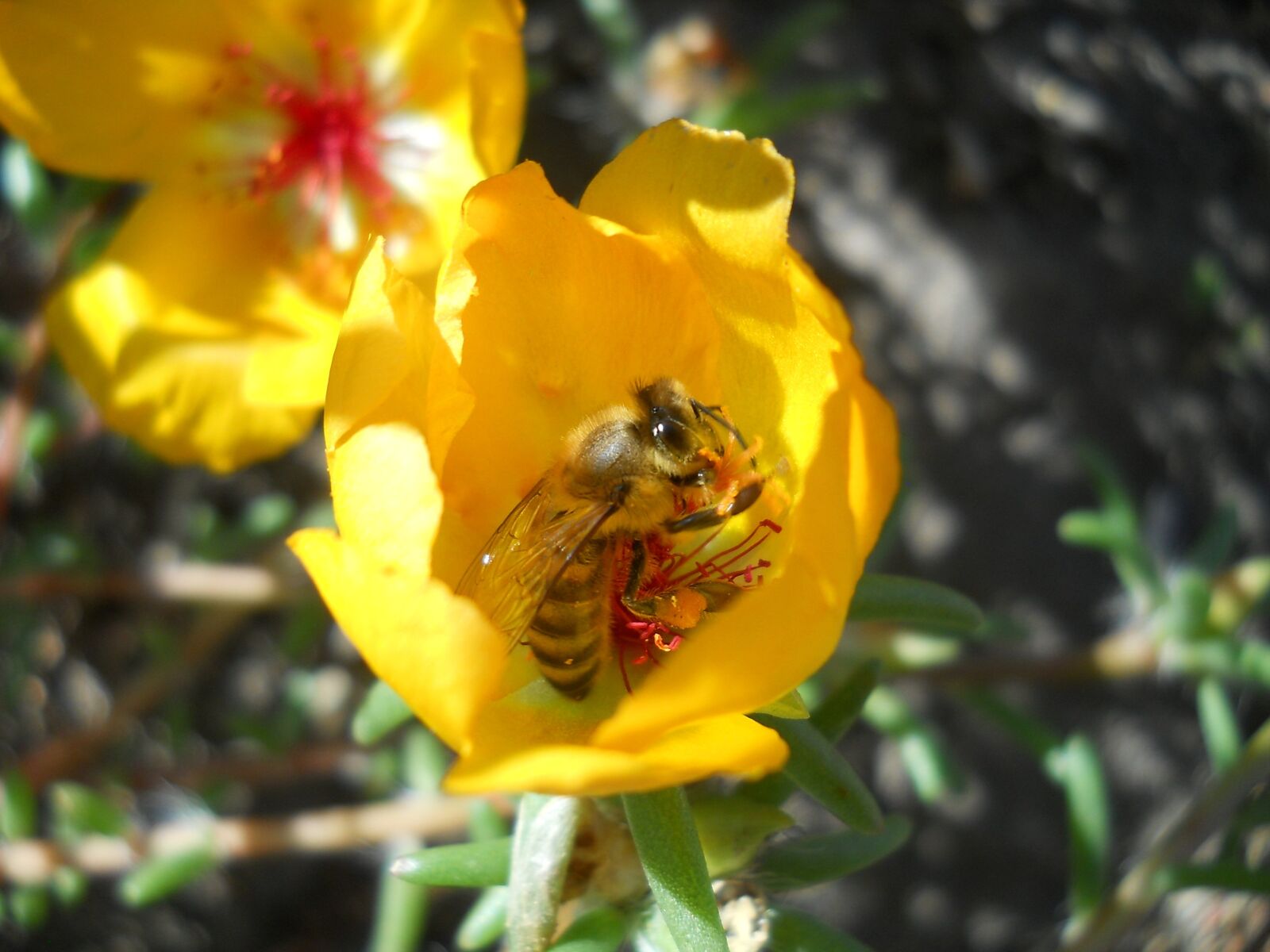 Nikon Coolpix L21 sample photo. Bee, flower, yellow photography