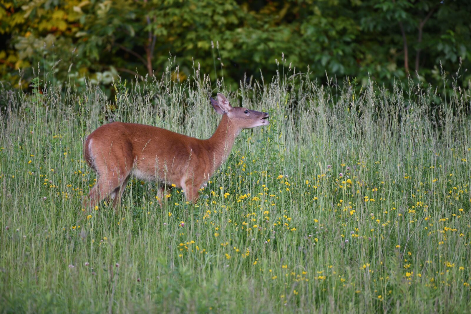 Nikon D850 sample photo. Deer, doe, stag photography
