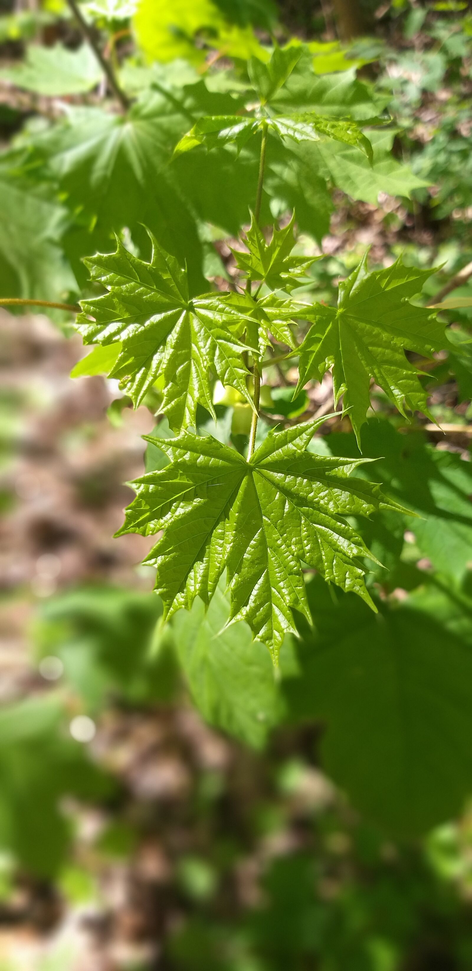 Samsung Galaxy A6+ sample photo. цветы, лес, природа photography