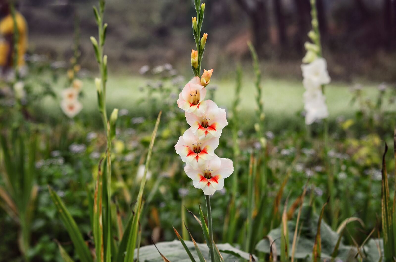 Nikon D5100 sample photo. Flower, garden, beautiful photography