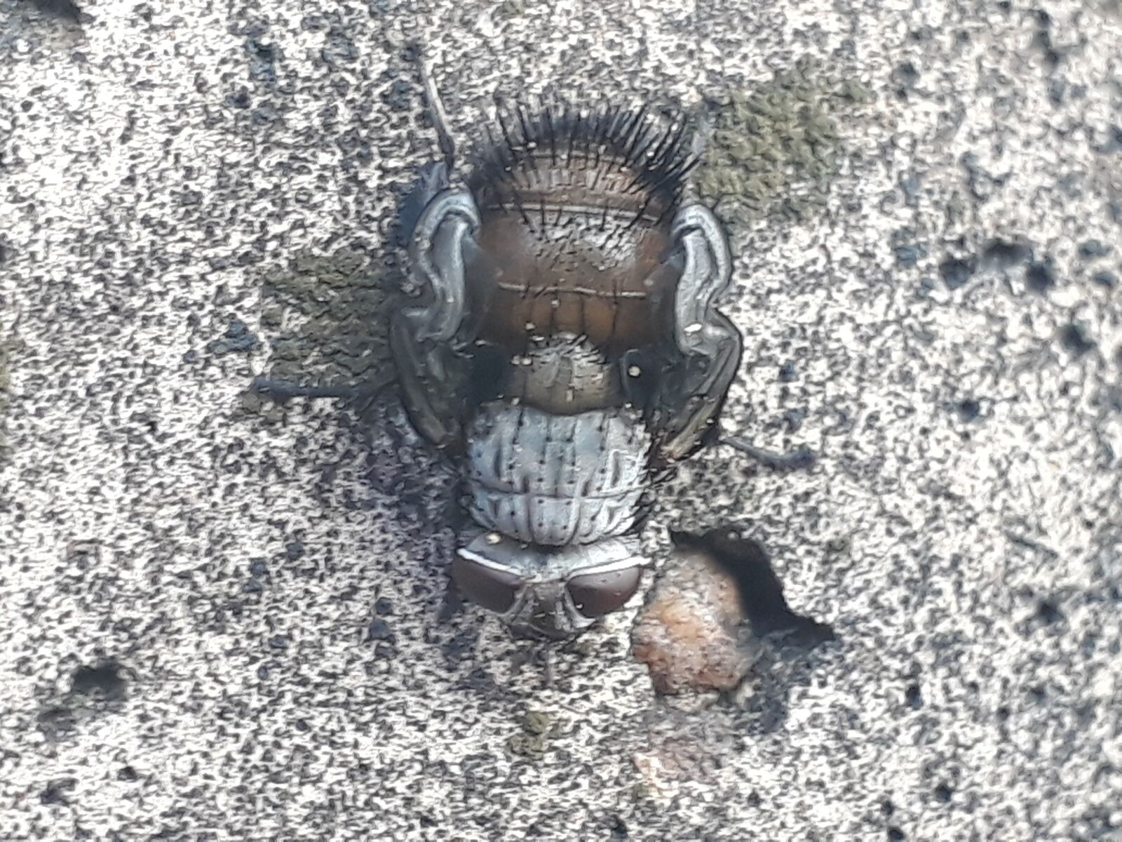 Samsung Galaxy J5 Prime sample photo. Insect, fly, the flies photography