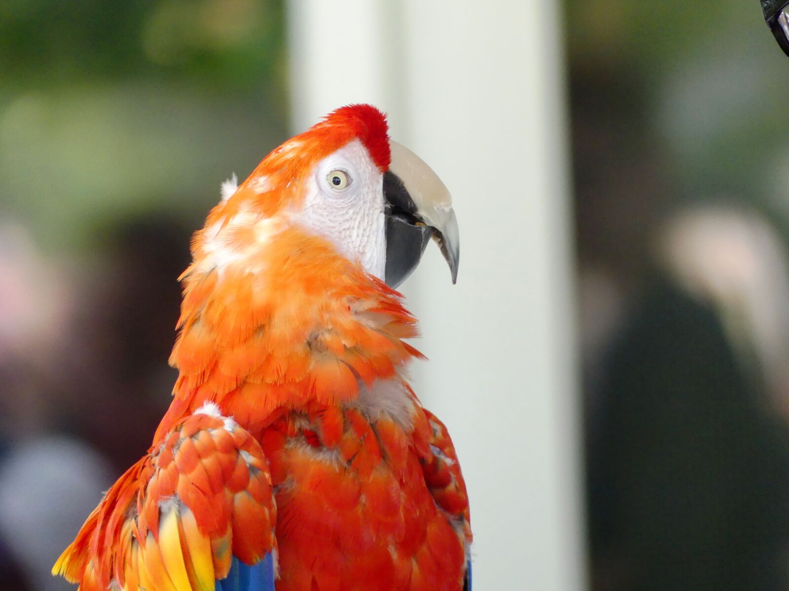 Panasonic Lumix DMC-FZ300 sample photo. Bird, parrot, ara photography