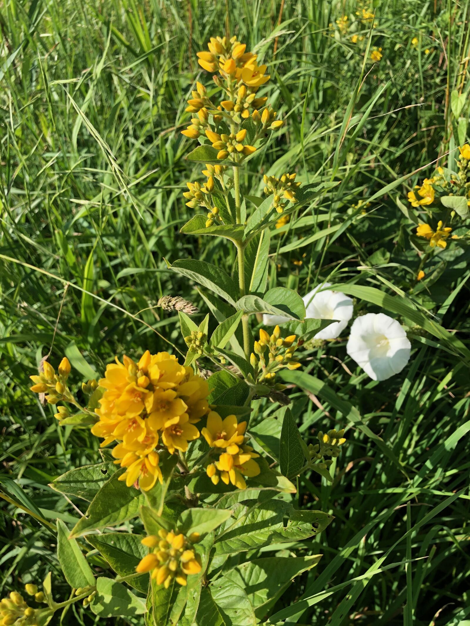 iPhone X back dual camera 4mm f/1.8 sample photo. Meadow, wild flower, summer photography