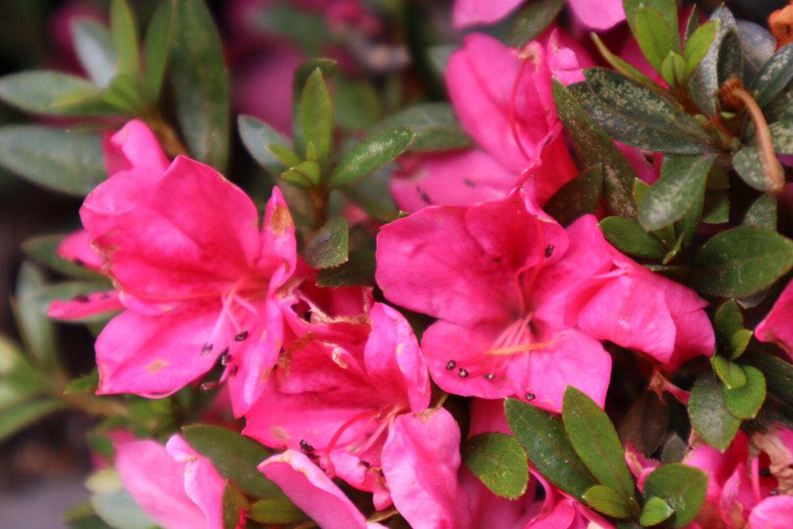 Canon EOS M50 (EOS Kiss M) sample photo. Nature, plants, wood photography