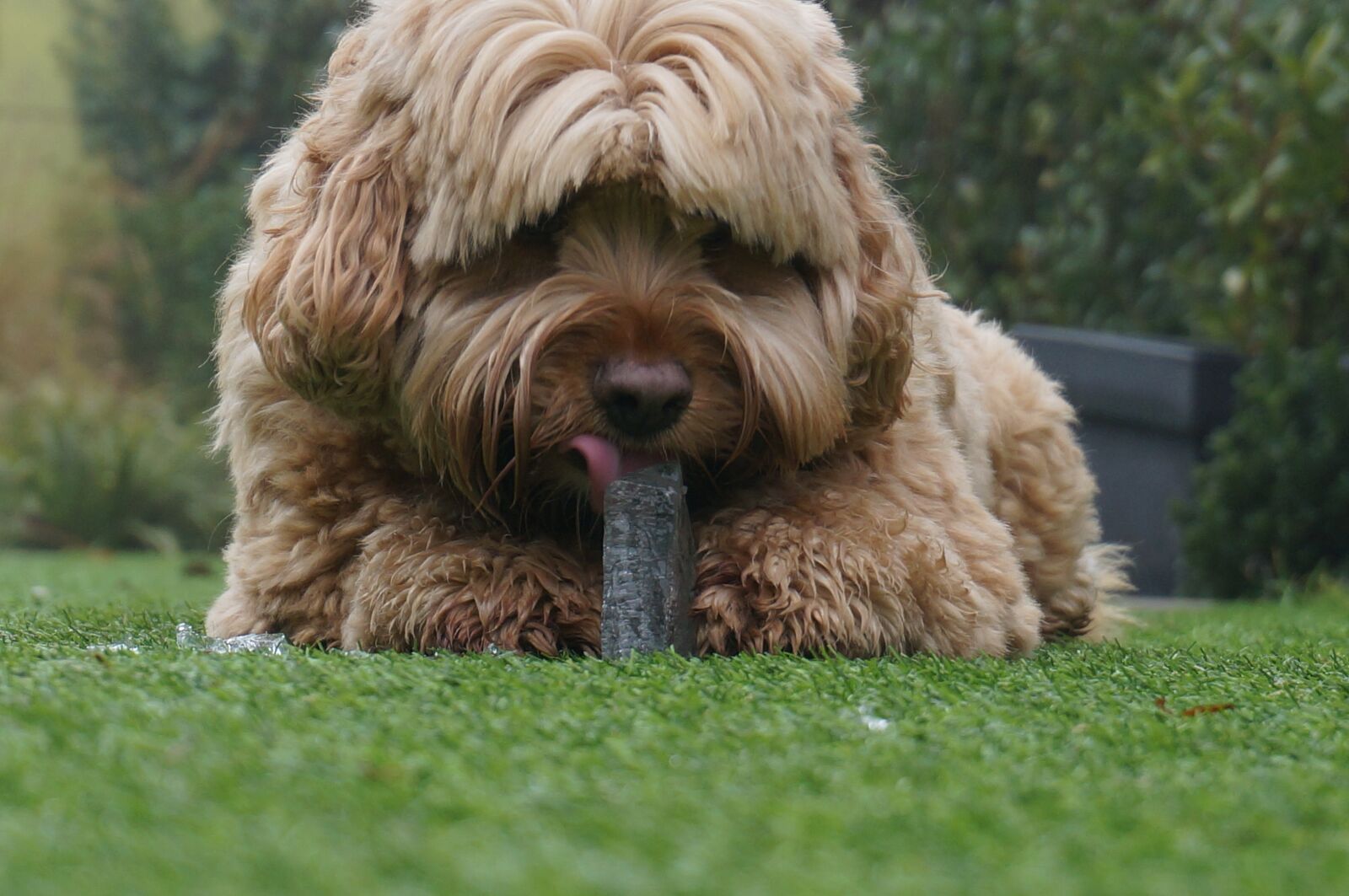 Sony Alpha NEX-6 sample photo. Dog, ice, tasty photography