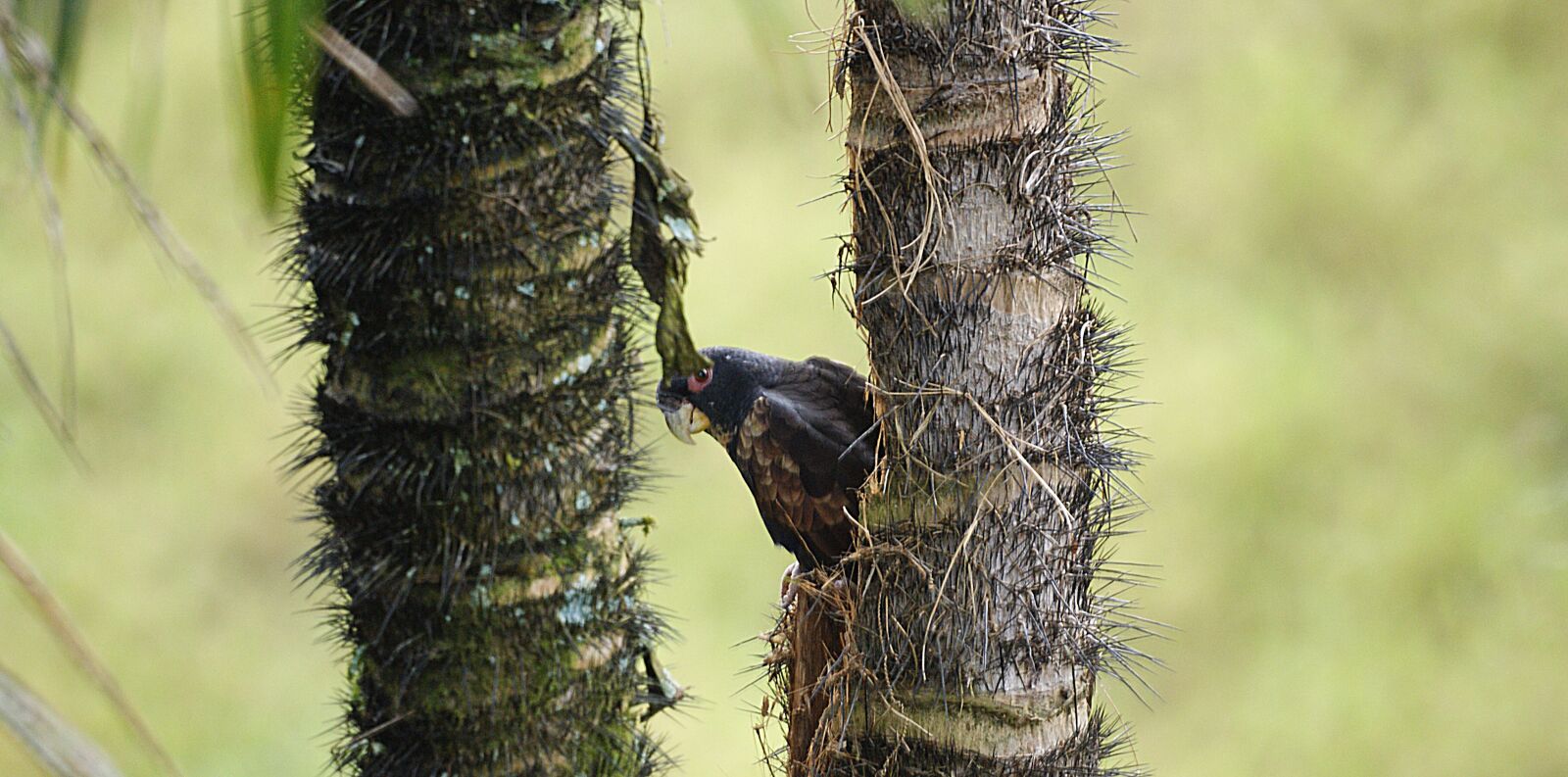 Sony Alpha DSLR-A390 sample photo. Nature, bird, parrot photography