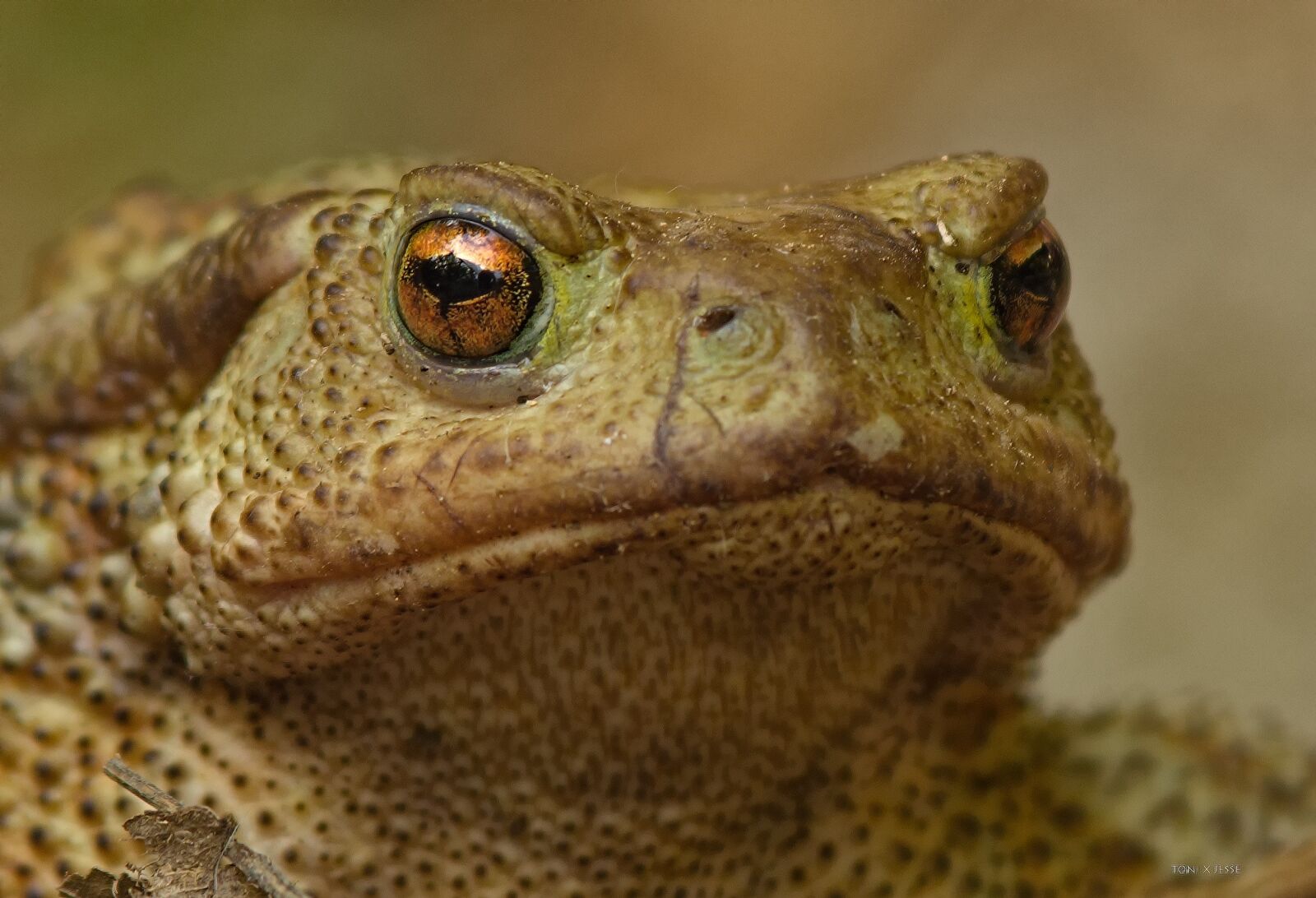 Canon EOS 600D (Rebel EOS T3i / EOS Kiss X5) sample photo. Toad, amphibian, eye photography