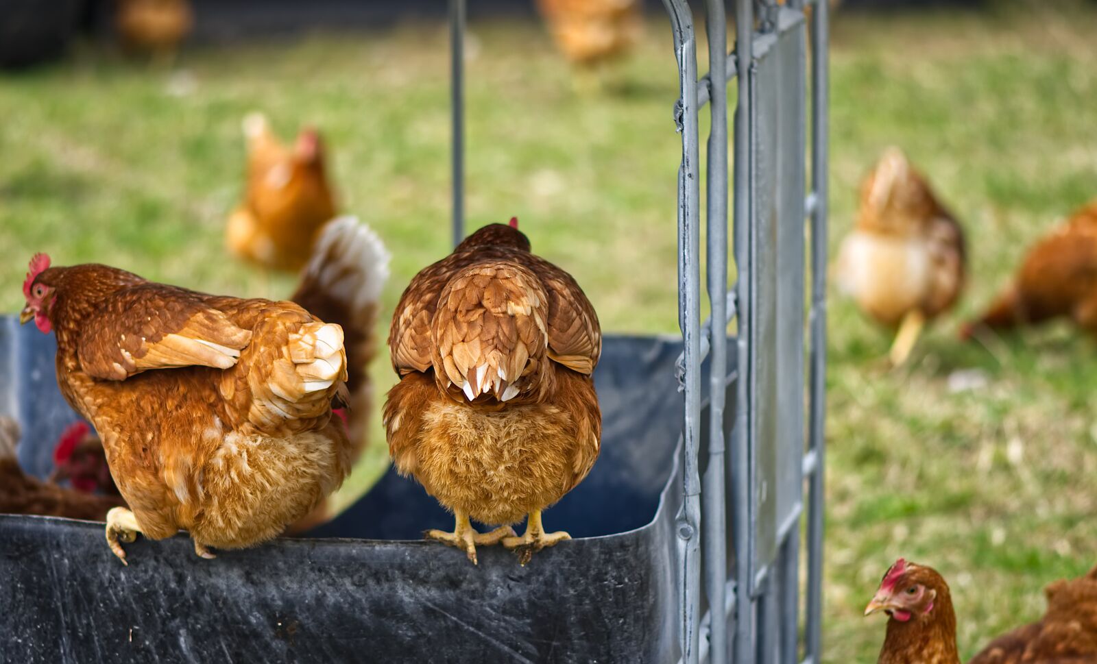 Nikon D7200 sample photo. Chickens, poultry, free running photography