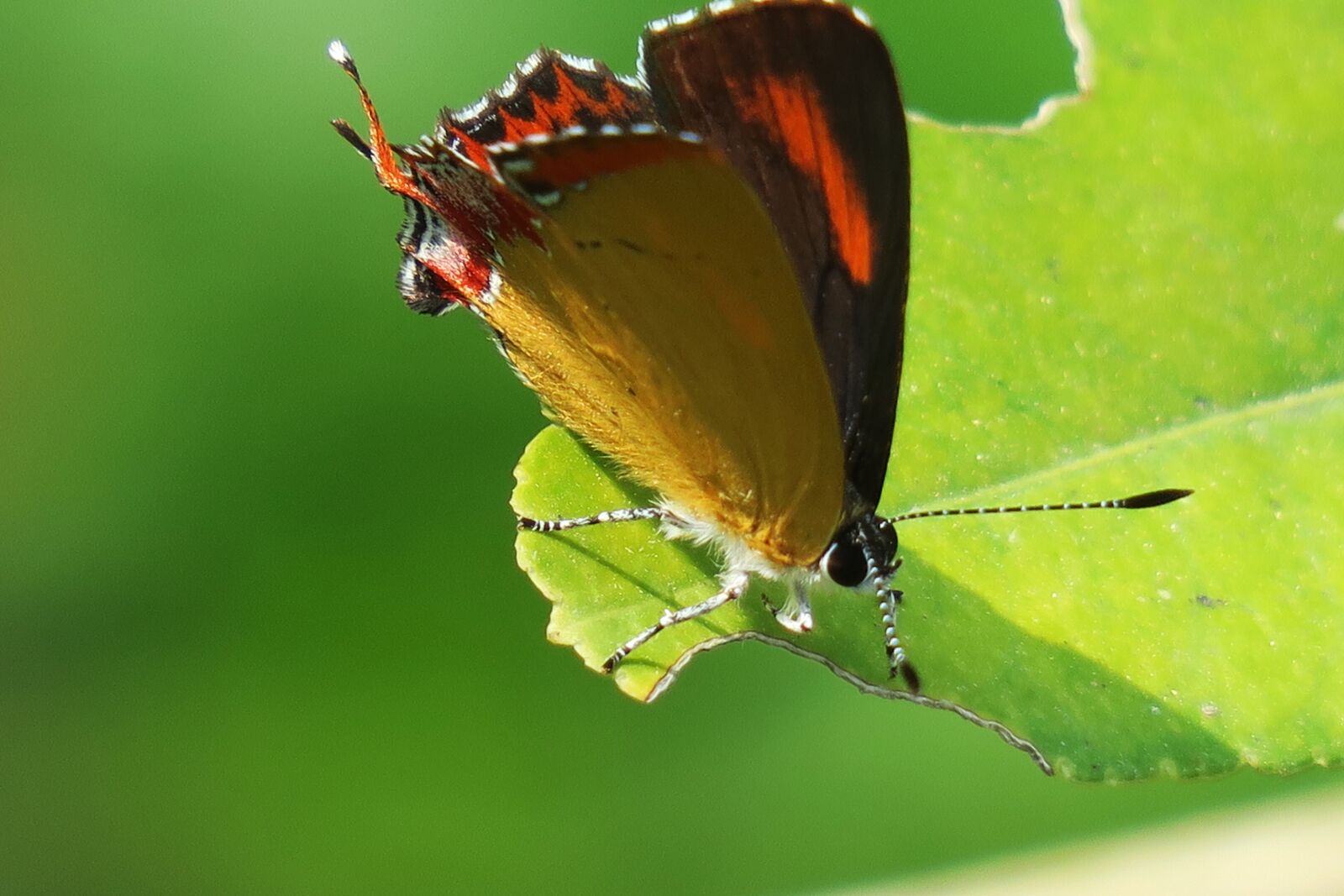 Canon PowerShot G3 X sample photo. Butterfly, insect, no crest photography
