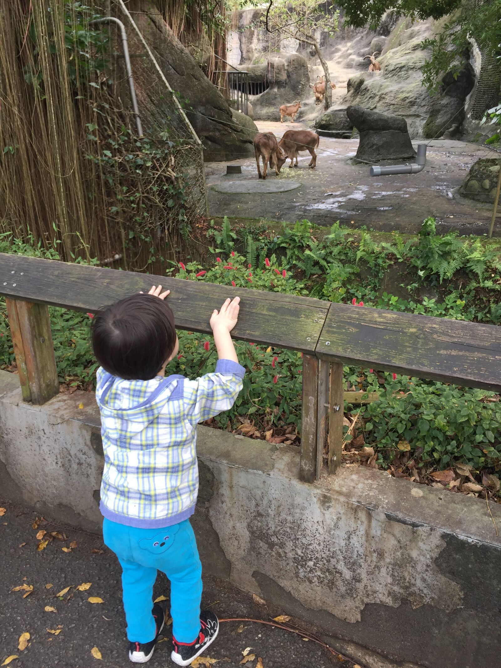 iPhone 6 Plus back camera 4.15mm f/2.2 sample photo. Zoo, deer, boy photography