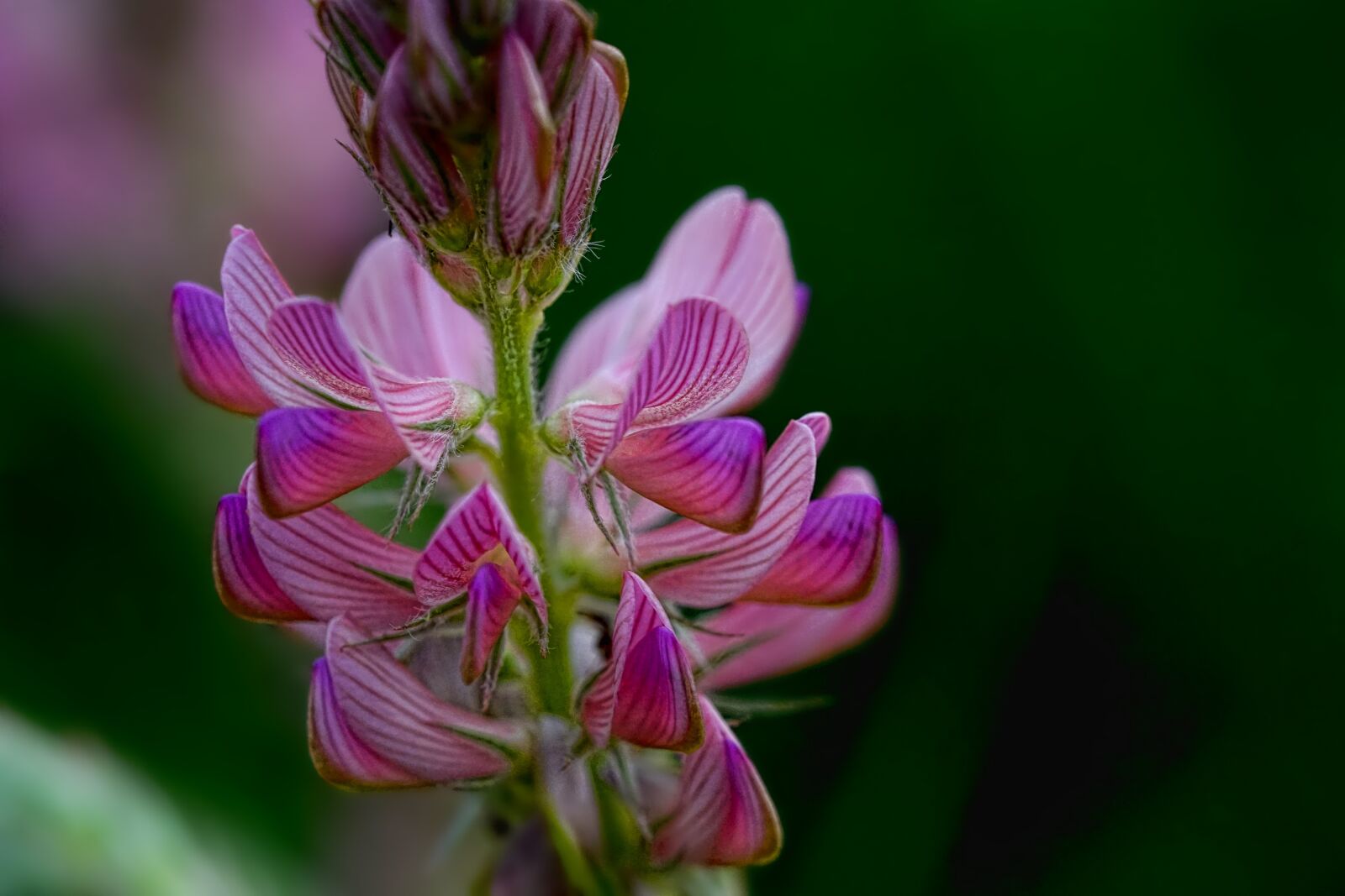 Sony a6000 + Sony FE 90mm F2.8 Macro G OSS sample photo. Chuck sainfoin, fodder plant photography