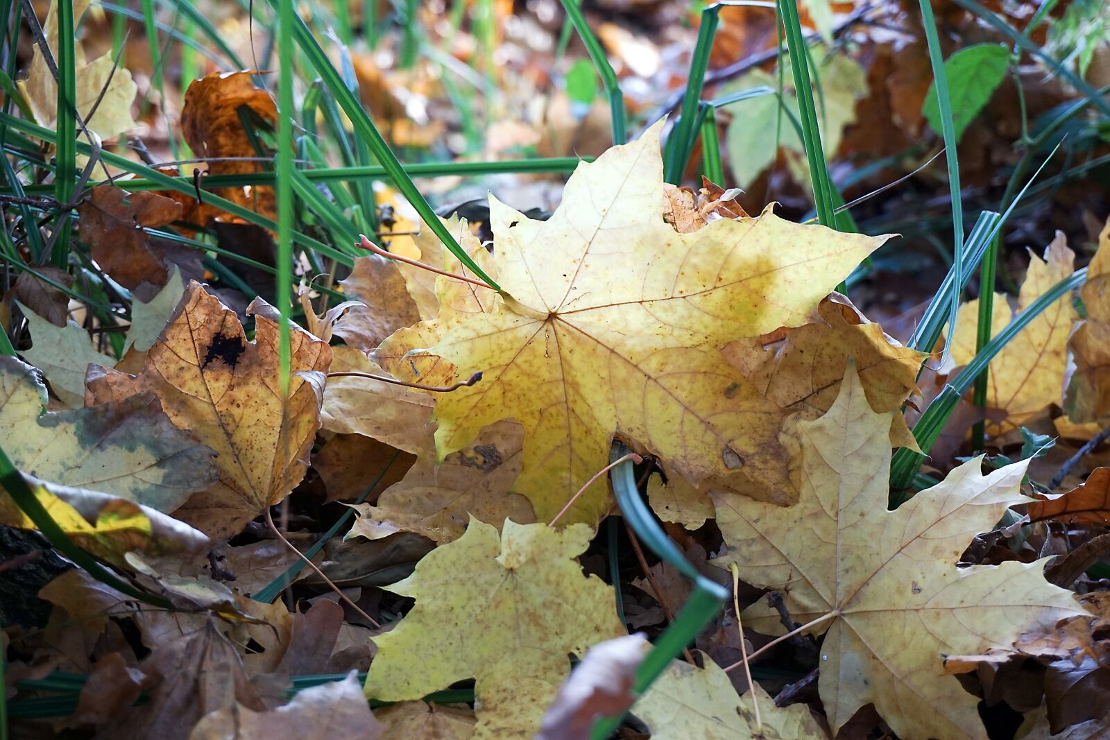 Sony a6000 sample photo. Maple leaf, autumn, fall photography