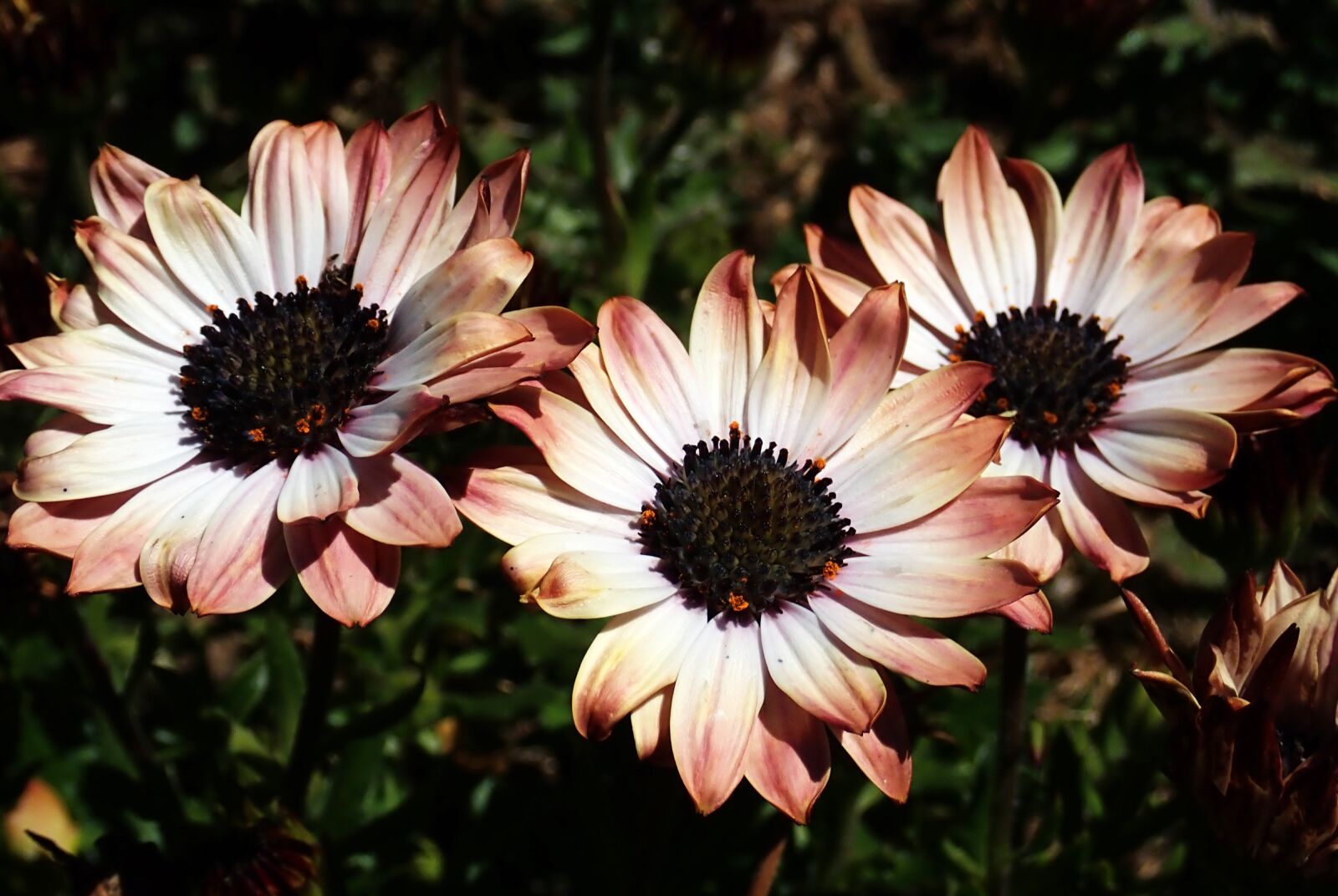 Olympus TG-5 sample photo. Daisies, flowers, spring photography