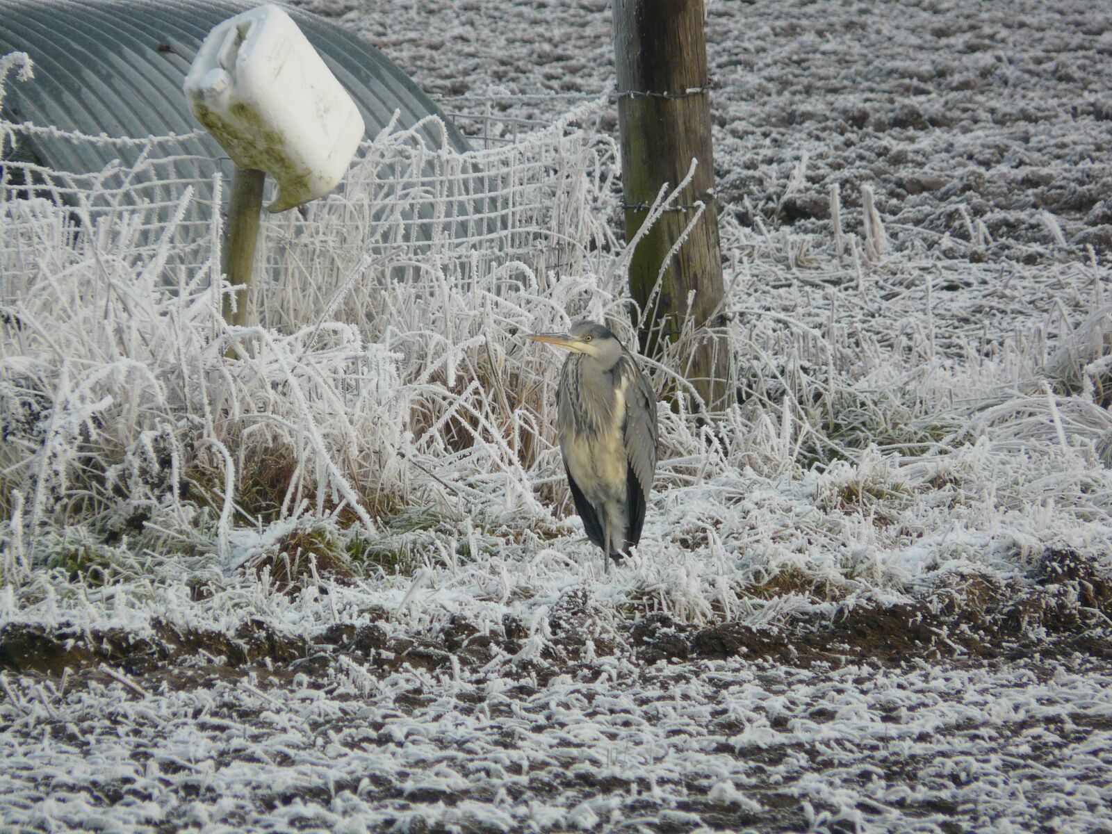 Panasonic DMC-FZ18 sample photo. Heron, cold, winter photography
