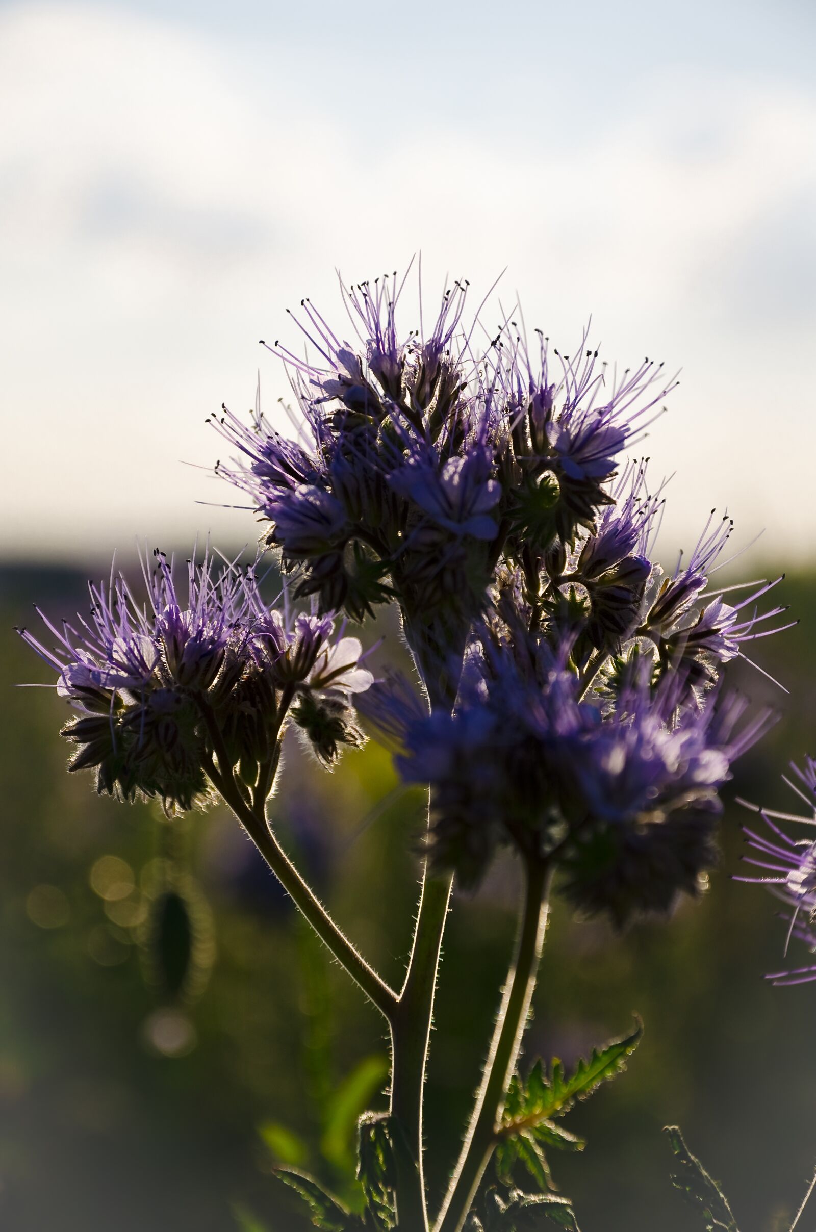 Nikon D5100 sample photo. Grain, flower, bloom photography