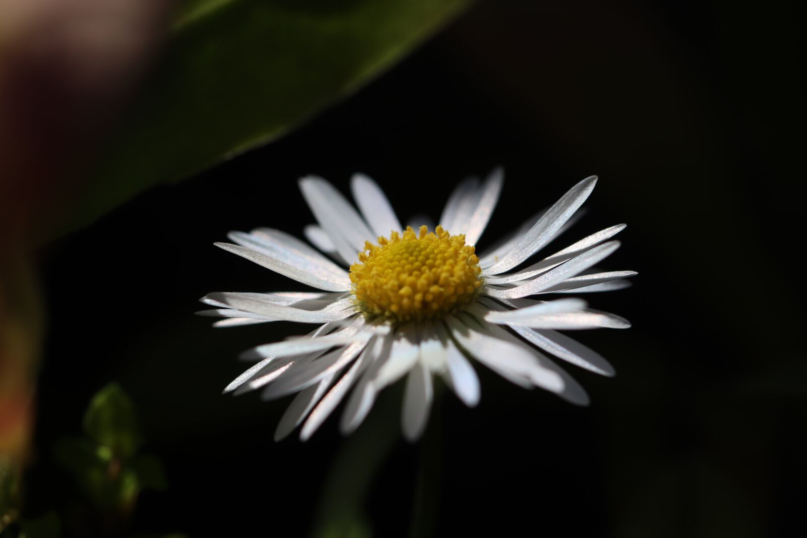 Canon EOS 800D (EOS Rebel T7i / EOS Kiss X9i) sample photo. Marguerite, flowers, white photography