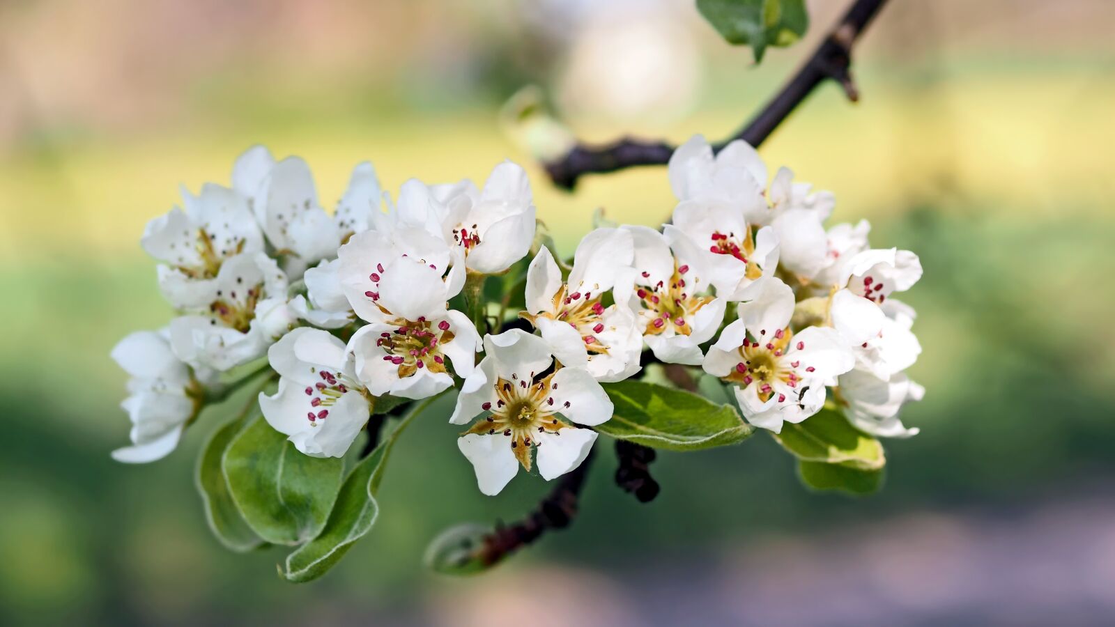 OLYMPUS 50mm Lens sample photo. Apple blossoms, apple tree photography