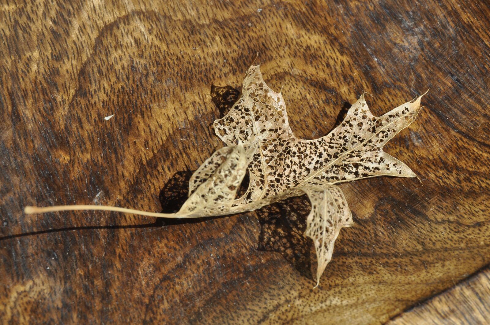 Nikon D90 sample photo. Leaf, leaves, nature photography