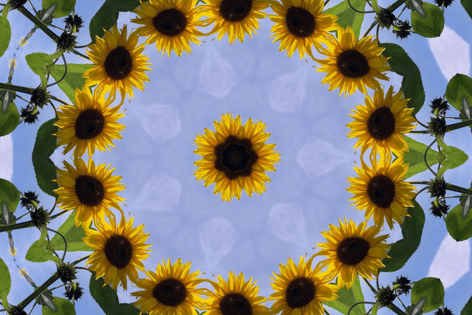 Samsung Galaxy S5 Mini sample photo. Sunflower, autumn, flower photography