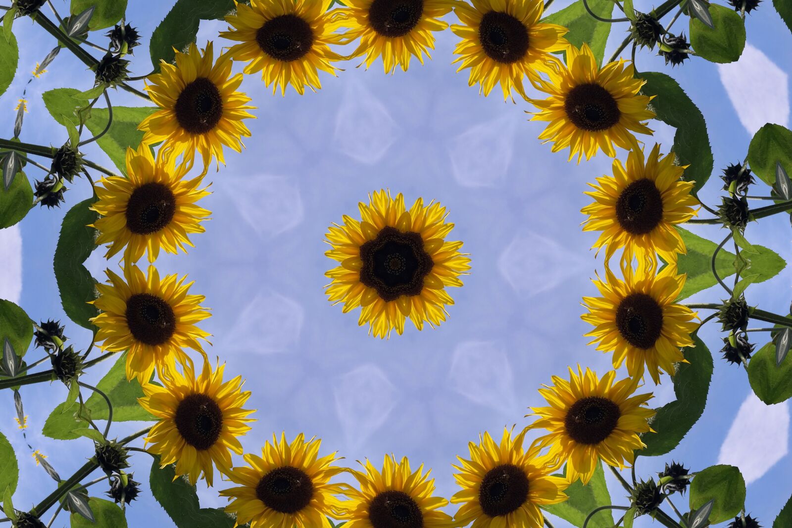Samsung Galaxy S5 Mini sample photo. Sunflower, autumn, flower photography