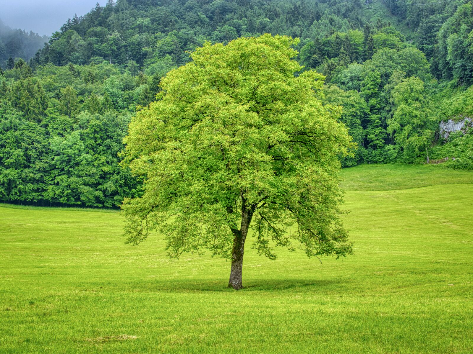 Nikon D7100 sample photo. Tree, individually, meadow photography